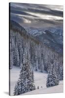 Fresh Snow in Evergreens, Wasatch Mountains, Uinta-Wasatch-Cache, Utah-Howie Garber-Stretched Canvas