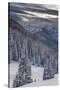 Fresh Snow in Evergreens, Wasatch Mountains, Uinta-Wasatch-Cache, Utah-Howie Garber-Stretched Canvas