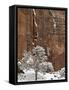 Fresh Snow on a Red Rock Cliff and Tree, Zion National Park, Utah, USA-James Hager-Framed Stretched Canvas