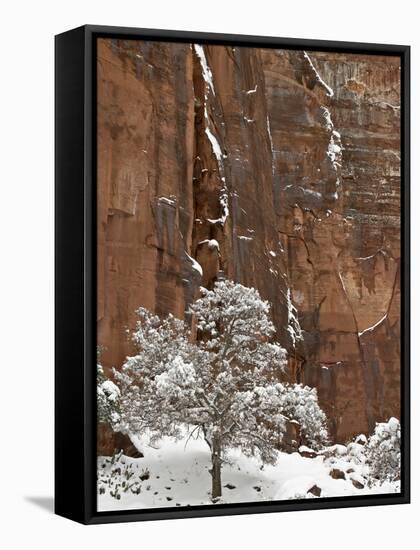 Fresh Snow on a Red Rock Cliff and Tree, Zion National Park, Utah, USA-James Hager-Framed Stretched Canvas