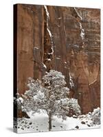 Fresh Snow on a Red Rock Cliff and Tree, Zion National Park, Utah, USA-James Hager-Stretched Canvas