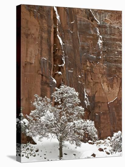 Fresh Snow on a Red Rock Cliff and Tree, Zion National Park, Utah, USA-James Hager-Stretched Canvas