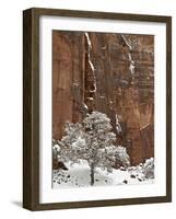 Fresh Snow on a Red Rock Cliff and Tree, Zion National Park, Utah, USA-James Hager-Framed Photographic Print