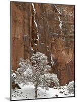 Fresh Snow on a Red Rock Cliff and Tree, Zion National Park, Utah, USA-James Hager-Mounted Photographic Print