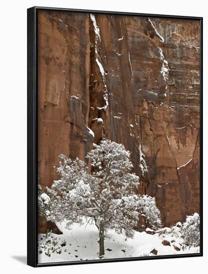 Fresh Snow on a Red Rock Cliff and Tree, Zion National Park, Utah, USA-James Hager-Framed Photographic Print