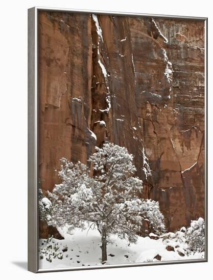 Fresh Snow on a Red Rock Cliff and Tree, Zion National Park, Utah, USA-James Hager-Framed Photographic Print