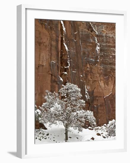 Fresh Snow on a Red Rock Cliff and Tree, Zion National Park, Utah, USA-James Hager-Framed Photographic Print