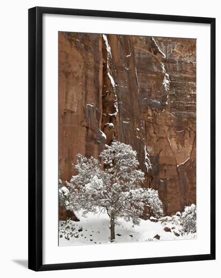 Fresh Snow on a Red Rock Cliff and Tree, Zion National Park, Utah, USA-James Hager-Framed Photographic Print