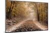 Fresh Snow on a Rural Road-Darrell Gulin-Mounted Photographic Print