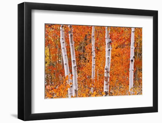 Fresh Snow on Aspens Along Bishop Creek, Inyo National Forest, California-Russ Bishop-Framed Photographic Print