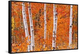 Fresh Snow on Aspens Along Bishop Creek, Inyo National Forest, California-Russ Bishop-Framed Stretched Canvas