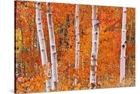 Fresh Snow on Aspens Along Bishop Creek, Inyo National Forest, California-Russ Bishop-Stretched Canvas