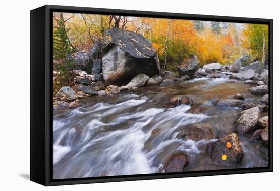 Fresh Snow on Aspens Along Bishop Creek, Inyo National Forest, California-Russ Bishop-Framed Stretched Canvas