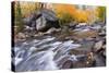 Fresh Snow on Aspens Along Bishop Creek, Inyo National Forest, California-Russ Bishop-Stretched Canvas