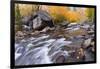 Fresh Snow on Aspens Along Bishop Creek, Inyo National Forest, California-Russ Bishop-Framed Photographic Print