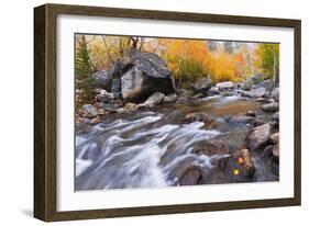 Fresh Snow on Aspens Along Bishop Creek, Inyo National Forest, California-Russ Bishop-Framed Photographic Print