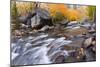 Fresh Snow on Aspens Along Bishop Creek, Inyo National Forest, California-Russ Bishop-Mounted Photographic Print