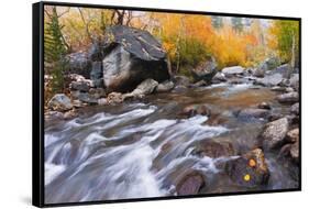 Fresh Snow on Aspens Along Bishop Creek, Inyo National Forest, California-Russ Bishop-Framed Stretched Canvas