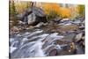 Fresh Snow on Aspens Along Bishop Creek, Inyo National Forest, California-Russ Bishop-Stretched Canvas