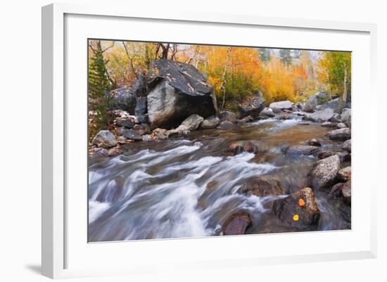 Fresh Snow on Aspens Along Bishop Creek, Inyo National Forest, California-Russ Bishop-Framed Photographic Print