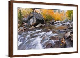 Fresh Snow on Aspens Along Bishop Creek, Inyo National Forest, California-Russ Bishop-Framed Photographic Print