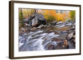 Fresh Snow on Aspens Along Bishop Creek, Inyo National Forest, California-Russ Bishop-Framed Photographic Print