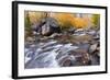 Fresh Snow on Aspens Along Bishop Creek, Inyo National Forest, California-Russ Bishop-Framed Photographic Print