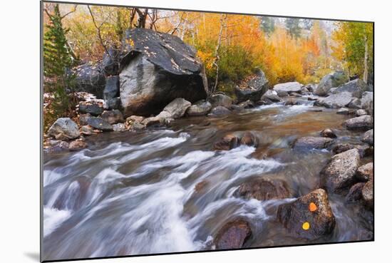 Fresh Snow on Aspens Along Bishop Creek, Inyo National Forest, California-Russ Bishop-Mounted Photographic Print