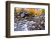 Fresh Snow on Aspens Along Bishop Creek, Inyo National Forest, California-Russ Bishop-Framed Photographic Print