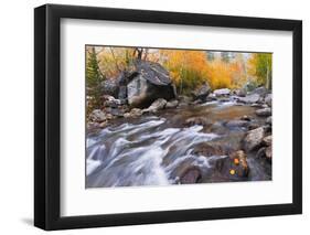 Fresh Snow on Aspens Along Bishop Creek, Inyo National Forest, California-Russ Bishop-Framed Photographic Print