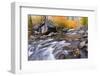 Fresh Snow on Aspens Along Bishop Creek, Inyo National Forest, California-Russ Bishop-Framed Photographic Print