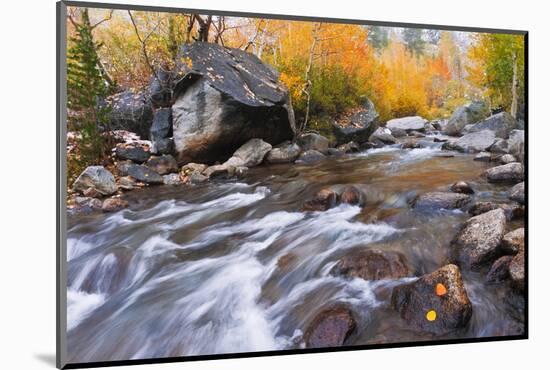 Fresh Snow on Aspens Along Bishop Creek, Inyo National Forest, California-Russ Bishop-Mounted Photographic Print