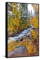 Fresh Snow on Aspens and Pines Along Bishop Creek, Inyo National Forest, California-Russ Bishop-Framed Stretched Canvas