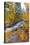 Fresh Snow on Aspens and Pines Along Bishop Creek, Inyo National Forest, California-Russ Bishop-Stretched Canvas