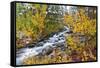 Fresh Snow on Aspens and Pines Along Bishop Creek, Inyo National Forest, California-Russ Bishop-Framed Stretched Canvas