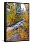 Fresh Snow on Aspens and Pines Along Bishop Creek, Inyo National Forest, California-Russ Bishop-Framed Stretched Canvas