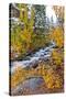 Fresh Snow on Aspens and Pines Along Bishop Creek, Inyo National Forest, California-Russ Bishop-Stretched Canvas