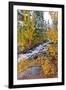 Fresh Snow on Aspens and Pines Along Bishop Creek, Inyo National Forest, California-Russ Bishop-Framed Photographic Print