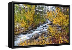 Fresh Snow on Aspens and Pines Along Bishop Creek, Inyo National Forest, California-Russ Bishop-Framed Stretched Canvas