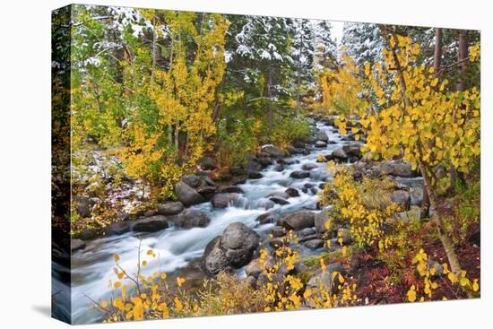 Fresh Snow on Aspens and Pines Along Bishop Creek, Inyo National Forest, California-Russ Bishop-Stretched Canvas