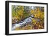 Fresh Snow on Aspens and Pines Along Bishop Creek, Inyo National Forest, California-Russ Bishop-Framed Photographic Print