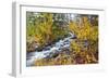 Fresh Snow on Aspens and Pines Along Bishop Creek, Inyo National Forest, California-Russ Bishop-Framed Photographic Print