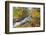 Fresh Snow on Aspens and Pines Along Bishop Creek, Inyo National Forest, California-Russ Bishop-Framed Photographic Print