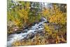 Fresh Snow on Aspens and Pines Along Bishop Creek, Inyo National Forest, California-Russ Bishop-Mounted Photographic Print