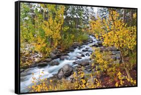 Fresh Snow on Aspens and Pines Along Bishop Creek, Inyo National Forest, California-Russ Bishop-Framed Stretched Canvas