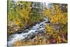 Fresh Snow on Aspens and Pines Along Bishop Creek, Inyo National Forest, California-Russ Bishop-Stretched Canvas