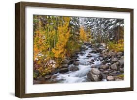 Fresh Snow on Aspens and Pines Along Bishop Creek, Inyo National Forest, California-Russ Bishop-Framed Photographic Print