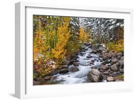 Fresh Snow on Aspens and Pines Along Bishop Creek, Inyo National Forest, California-Russ Bishop-Framed Photographic Print