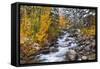 Fresh Snow on Aspens and Pines Along Bishop Creek, Inyo National Forest, California-Russ Bishop-Framed Stretched Canvas