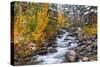 Fresh Snow on Aspens and Pines Along Bishop Creek, Inyo National Forest, California-Russ Bishop-Stretched Canvas